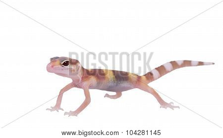 Leopard gecko Eublepharis macularius isolated