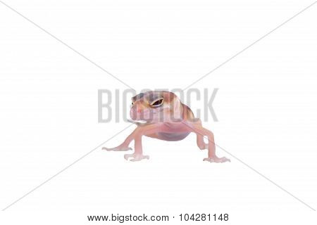Leopard gecko Eublepharis macularius isolated