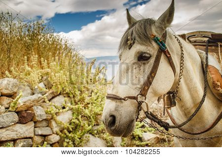 A Greek pack mule rests.