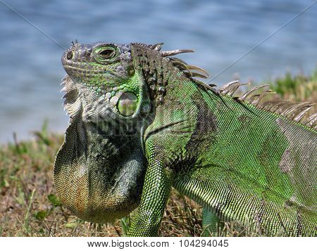 Green Iguana in Profile Displaying Neck Dewlap