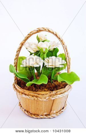 Fiore bianco nel cestello su sfondo bianco
