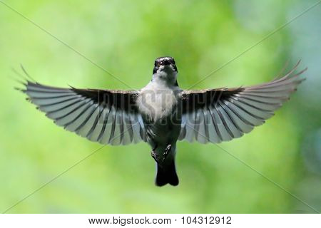 Flying Male Pied Flycatcher
