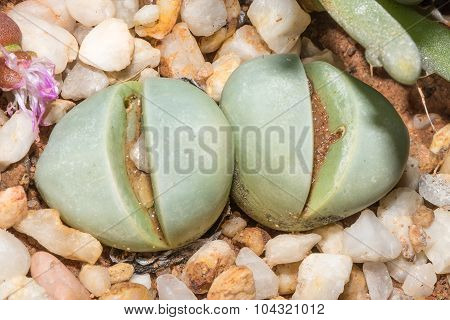 Living Stones