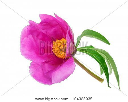 Medicinal plant: Paeonia anomala