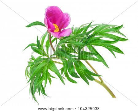 Medicinal plant: Paeonia anomala
