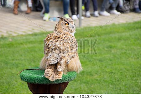 Eurasian Eagle Owl