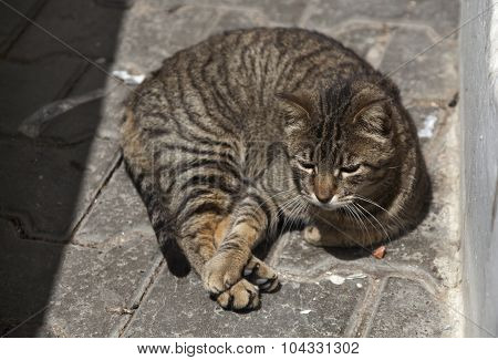 Moroccan Cat curled up lying in the sun