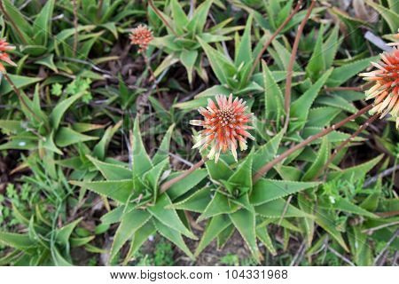 Aloe Arborescens Or Aloe Flowers