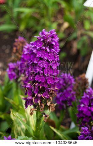 Purple Marsh Orchid