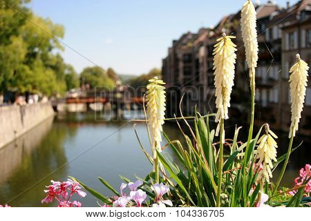 Red Hot Pokers / Kniphobia/ Torch Lily, Taken In Metz, France