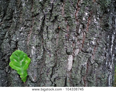 Old Oak Bark Texture