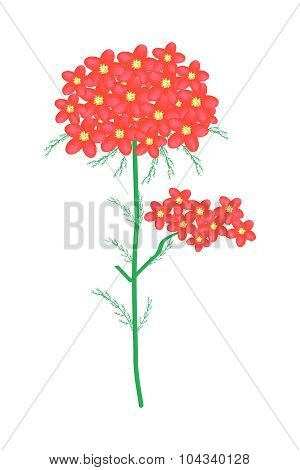 Red Yarrow Flowers Or Achillea Millefolium Flowers
