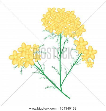 Yellow Yarrow Or Achillea Millefolium Flowers