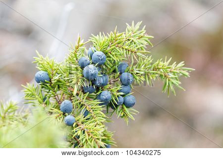Closeup Of A Branch Of Juniper Berriy
