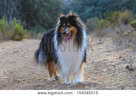 Black Collie Dog Portrait On The Outdoor Walking.