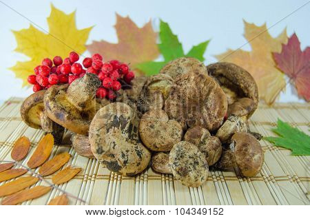 Mushrooms and rowan
