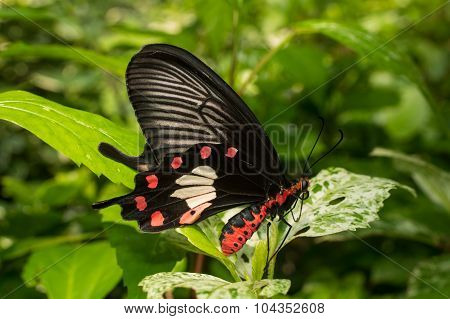 in the garden