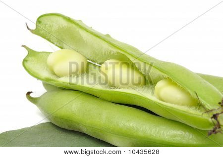 Broad Beans
