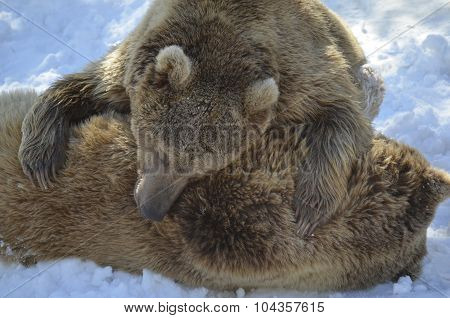 BEARS