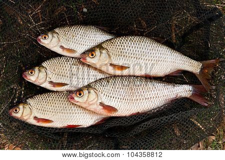 Several Of Roach Fish On On Fishing Net.
