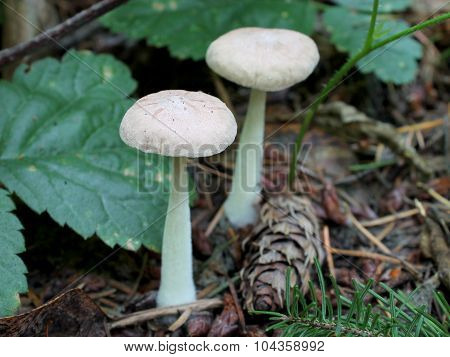 Wood Woolyfoot Mushroom - Gymnopus peronatus