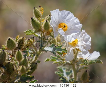 Prickly Poppy