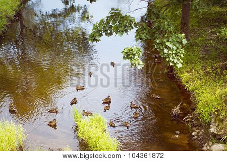 Ducks in the pond of Oranienbaum