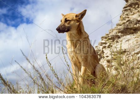 German shepherd guarding the ruins