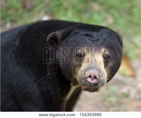 Malayan Sun Bear