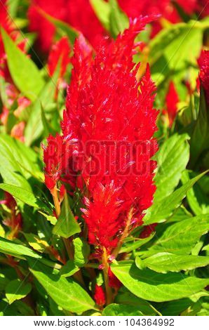Plumed Cockscomb (celosia Argentea)