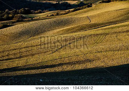 Field Sown With Wheat