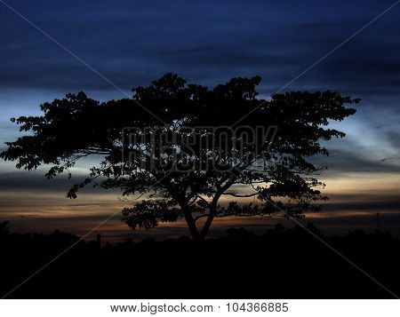 Silhouette of a big tree