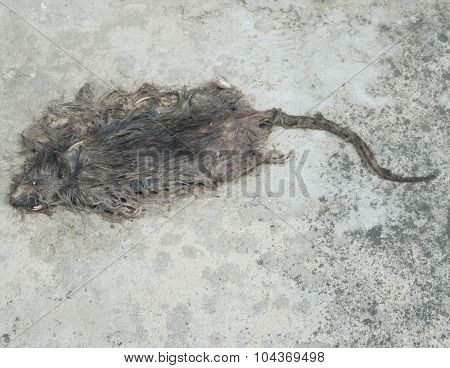 Dead rat on the concrete floor