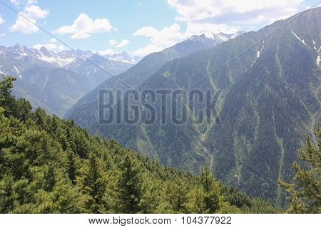 The mountain valley covered pine forest