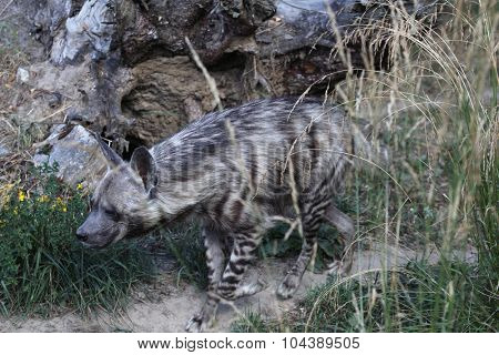 Striped hyena (Hyaena hyaena). Wild life animal. 