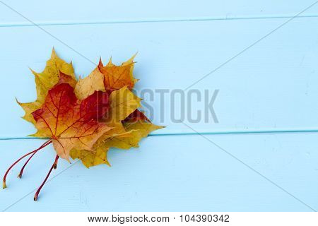 yellow maple leaves