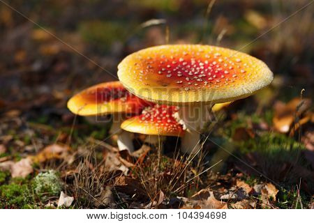 Amanita Muscaria