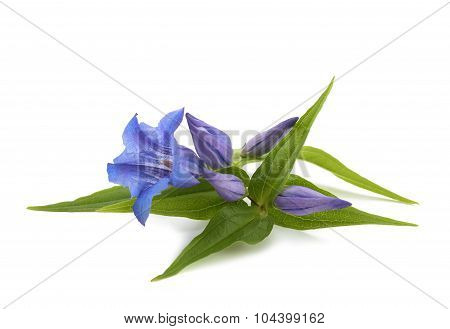 Gentian