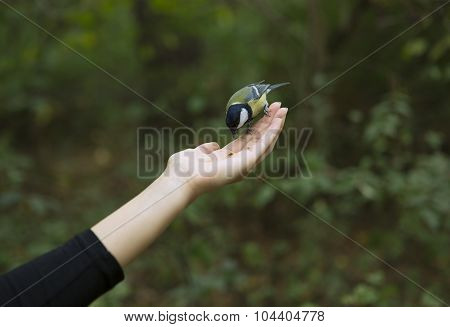 Chickadee Eats With Palms, Bird Perched On A Woman's Hand And Eating Bird Seed