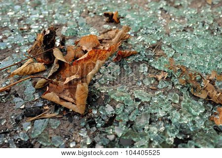 Autumn Leaves On Broken Glass