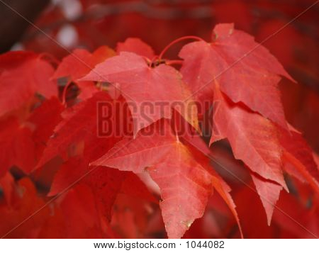 Red_Maple_Leafs