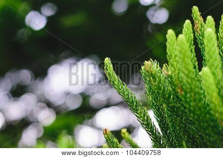 Nolfolk Island Pine