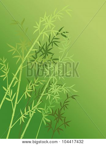 bamboo background