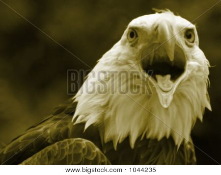 Nestemäinen Eagle