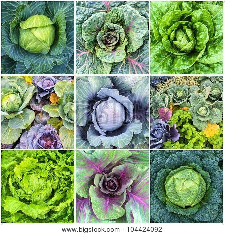 Leaf Vegetables, Cabbage And Lettuce Collage