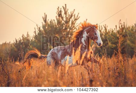 Horse