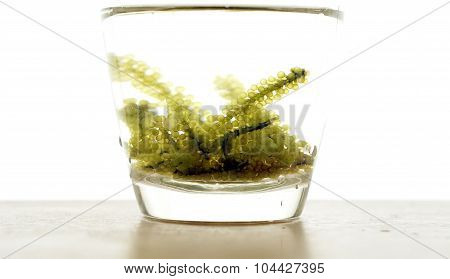 Sea Grape Seaweed, Uni Budou. Japanese Ocean Seaweed Food. Great Food For Vegan And Vegetarian