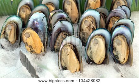 Cold New Zealand Mussels