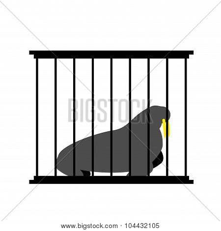 Walrus In Cage. Animal In Zoo Behind Bars. Arctic Beast Big Captive. Dangerous Animal With Large Tus