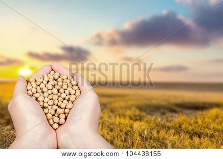 Soybean.